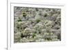 Spain, Balearic Islands, Island Majorca, Mountainside, Terrace-Fields-Steffen Beuthan-Framed Photographic Print