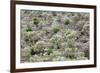 Spain, Balearic Islands, Island Majorca, Mountainside, Terrace-Fields-Steffen Beuthan-Framed Photographic Print