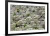 Spain, Balearic Islands, Island Majorca, Mountainside, Terrace-Fields-Steffen Beuthan-Framed Photographic Print