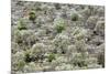 Spain, Balearic Islands, Island Majorca, Mountainside, Terrace-Fields-Steffen Beuthan-Mounted Photographic Print