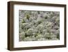 Spain, Balearic Islands, Island Majorca, Mountainside, Terrace-Fields-Steffen Beuthan-Framed Photographic Print