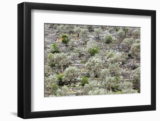 Spain, Balearic Islands, Island Majorca, Mountainside, Terrace-Fields-Steffen Beuthan-Framed Photographic Print