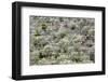 Spain, Balearic Islands, Island Majorca, Mountainside, Terrace-Fields-Steffen Beuthan-Framed Photographic Print