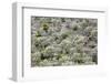 Spain, Balearic Islands, Island Majorca, Mountainside, Terrace-Fields-Steffen Beuthan-Framed Photographic Print