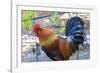 Spain, Balearic Islands, Mallorca. Esporles. La Granja. Museum. Rooster.-Emily Wilson-Framed Photographic Print