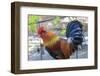 Spain, Balearic Islands, Mallorca. Esporles. La Granja. Museum. Rooster.-Emily Wilson-Framed Photographic Print