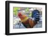 Spain, Balearic Islands, Mallorca. Esporles. La Granja. Museum. Rooster.-Emily Wilson-Framed Photographic Print