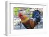 Spain, Balearic Islands, Mallorca. Esporles. La Granja. Museum. Rooster.-Emily Wilson-Framed Photographic Print