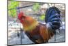 Spain, Balearic Islands, Mallorca. Esporles. La Granja. Museum. Rooster.-Emily Wilson-Mounted Photographic Print