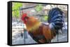 Spain, Balearic Islands, Mallorca. Esporles. La Granja. Museum. Rooster.-Emily Wilson-Framed Stretched Canvas