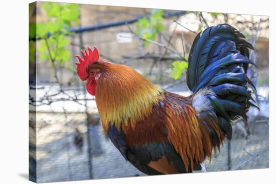 Spain, Balearic Islands, Mallorca. Esporles. La Granja. Museum. Rooster.-Emily Wilson-Stretched Canvas