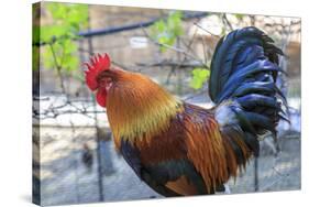 Spain, Balearic Islands, Mallorca. Esporles. La Granja. Museum. Rooster.-Emily Wilson-Stretched Canvas