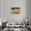 Spain, Barcelona, Paella-Jim Engelbrecht-Photographic Print displayed on a wall