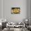 Spain, Barcelona, Paella-Jim Engelbrecht-Mounted Premium Photographic Print displayed on a wall
