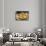 Spain, Barcelona, Paella-Jim Engelbrecht-Framed Stretched Canvas displayed on a wall