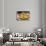 Spain, Barcelona, Paella-Jim Engelbrecht-Stretched Canvas displayed on a wall