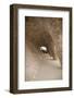 Spain, Barcelona, Park Guell by Antonio Gaudi-null-Framed Photographic Print