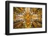 Spain, Barcelona. Sagrada Familia ceiling.-Hollice Looney-Framed Photographic Print