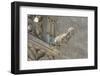 Spain, Barcelona, Stone Carving, Gargoyle-Jim Engelbrecht-Framed Photographic Print