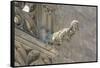 Spain, Barcelona, Stone Carving, Gargoyle-Jim Engelbrecht-Framed Stretched Canvas