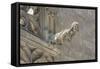 Spain, Barcelona, Stone Carving, Gargoyle-Jim Engelbrecht-Framed Stretched Canvas