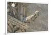 Spain, Barcelona, Stone Carving, Gargoyle-Jim Engelbrecht-Framed Premium Photographic Print