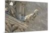 Spain, Barcelona, Stone Carving, Gargoyle-Jim Engelbrecht-Mounted Premium Photographic Print