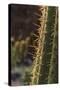 Spain, Canary Islands, Lanzarote, Guatiza, Cactus Plant Detail-Walter Bibikow-Stretched Canvas