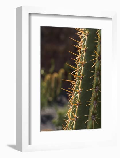 Spain, Canary Islands, Lanzarote, Guatiza, Cactus Plant Detail-Walter Bibikow-Framed Photographic Print