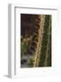 Spain, Canary Islands, Lanzarote, Guatiza, Cactus Plant Detail-Walter Bibikow-Framed Photographic Print