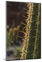 Spain, Canary Islands, Lanzarote, Guatiza, Cactus Plant Detail-Walter Bibikow-Mounted Photographic Print