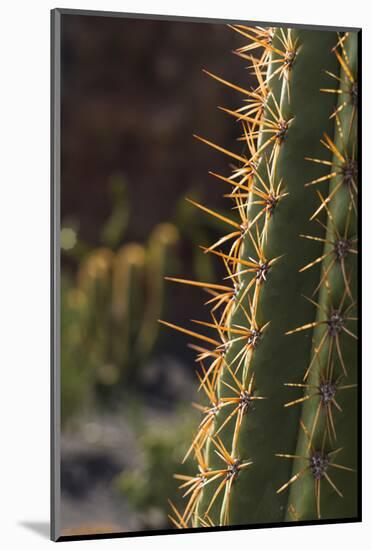 Spain, Canary Islands, Lanzarote, Guatiza, Cactus Plant Detail-Walter Bibikow-Mounted Photographic Print