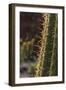 Spain, Canary Islands, Lanzarote, Guatiza, Cactus Plant Detail-Walter Bibikow-Framed Photographic Print