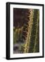 Spain, Canary Islands, Lanzarote, Guatiza, Cactus Plant Detail-Walter Bibikow-Framed Photographic Print