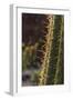 Spain, Canary Islands, Lanzarote, Guatiza, Cactus Plant Detail-Walter Bibikow-Framed Photographic Print