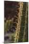 Spain, Canary Islands, Lanzarote, Guatiza, Cactus Plant Detail-Walter Bibikow-Mounted Photographic Print