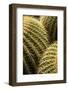 Spain, Canary Islands, Lanzarote, Guatiza, Cactus Plant Detail-Walter Bibikow-Framed Photographic Print