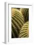 Spain, Canary Islands, Lanzarote, Guatiza, Cactus Plant Detail-Walter Bibikow-Framed Photographic Print