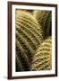 Spain, Canary Islands, Lanzarote, Guatiza, Cactus Plant Detail-Walter Bibikow-Framed Photographic Print