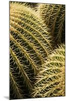 Spain, Canary Islands, Lanzarote, Guatiza, Cactus Plant Detail-Walter Bibikow-Mounted Photographic Print