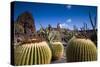 Spain, Canary Islands, Lanzarote, Guatiza, Jardin De Cactus-Walter Bibikow-Stretched Canvas