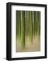 Spain, Canary Islands, Tenerife, Orotova, Piny Wood, Detail-Rainer Mirau-Framed Photographic Print