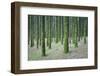 Spain, Canary Islands, Tenerife, Orotova, Piny Wood, Detail-Rainer Mirau-Framed Photographic Print