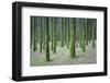 Spain, Canary Islands, Tenerife, Orotova, Piny Wood, Detail-Rainer Mirau-Framed Photographic Print