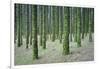 Spain, Canary Islands, Tenerife, Orotova, Piny Wood, Detail-Rainer Mirau-Framed Photographic Print