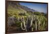 Spain, Canary Islands, Tenerife, Punta De Teno, Coastal Cactus-Walter Bibikow-Framed Photographic Print