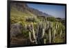 Spain, Canary Islands, Tenerife, Punta De Teno, Coastal Cactus-Walter Bibikow-Framed Photographic Print