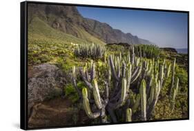 Spain, Canary Islands, Tenerife, Punta De Teno, Coastal Cactus-Walter Bibikow-Framed Stretched Canvas