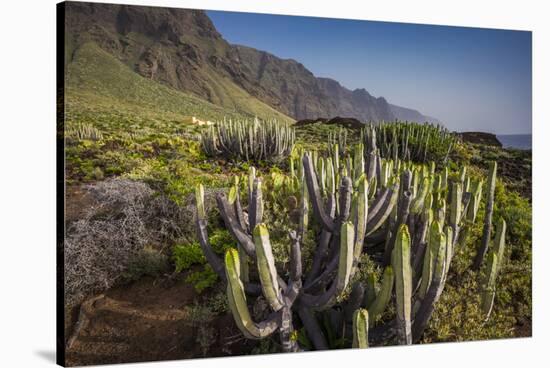 Spain, Canary Islands, Tenerife, Punta De Teno, Coastal Cactus-Walter Bibikow-Stretched Canvas