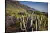 Spain, Canary Islands, Tenerife, Punta De Teno, Coastal Cactus-Walter Bibikow-Stretched Canvas